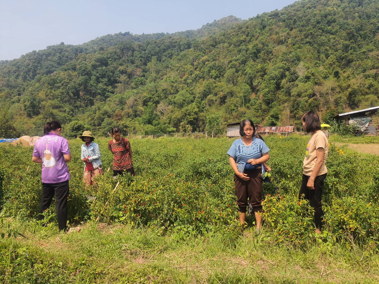 ปลูกผักสวนครัวเพื่อสร้างความมั่นคงทางอาหาร ประจำปีงบประมาณ พ.ศ.2569